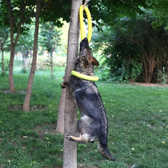 Interactive EVA Dog Training Ring