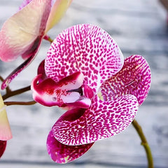Artificial 6-Head Phalaenopsis Orchid